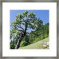 Solid As A Tree Framed Print