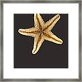 Solo Starfish Ii Framed Print