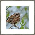 Song Sparrow Perched With Spring Foliage Framed Print