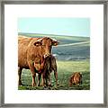 South Devon Cow Dartmoor National Park England Framed Print