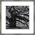 Southern Angel Oak Tree Framed Print