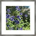 Southern Globe Thistle 1 Framed Print