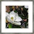 Southern Magnolia Flower Framed Print