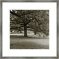 Southern Tree Inspired By Sally Mann Framed Print
