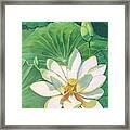 Southern Water Lily Framed Print