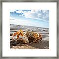 Sowal Sand Crab Framed Print