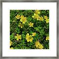 Sparkly Yellow Flowers Framed Print