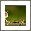 Sparrow On A Fence Framed Print