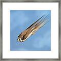 Speed Of The Falcon Framed Print