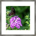 Spicebush Swallowtail Framed Print