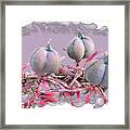 Spider Flower Fruit Framed Print