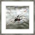 Spider On Its Web Framed Print
