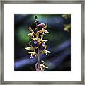 Spiked Crested Coralroot Framed Print