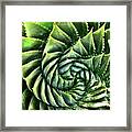 Spiral Succulent Framed Print