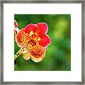 Spotted Orchid Flower Framed Print