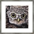 Spotted Owlet Framed Print