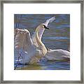 Spread Your Wings - Trumpeter Swans Framed Print