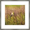 Spring Arrival Framed Print