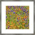 Spring Bliss - Poppies And Lupines Framed Print