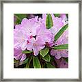 Spring Bloom Of Rhododendrons. Hybrid Petr 1 Framed Print