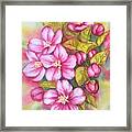 Spring Blossoms Framed Print