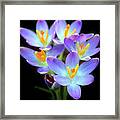 Spring Crocus Framed Print