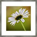 Spring Daisy Framed Print