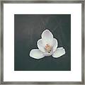Spring Flower Ii Framed Print