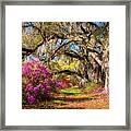 Spring Flowers Charleston Sc Azalea Blooms Deep South Landscape Photography Framed Print