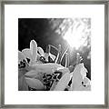 Spring Flowers Enlighted With Sun Rays Bnw Framed Print
