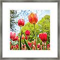 Spring Garden Tulips Framed Print