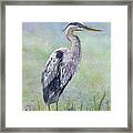 Spring Heron Framed Print