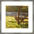 Spring Lamb In The Late Afternoon Framed Print