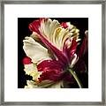 Spring Parrot Tulip Framed Print