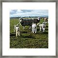 Springtime Babies - High Country Sheep Muster, South Island, New Zealand Framed Print