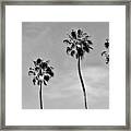 Spring Tour Bw03 Framed Print