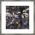 Spring White Blossom Framed Print