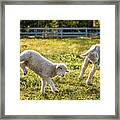 Springing Lambs Framed Print