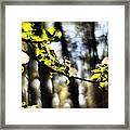 Dogwood Blossoms By A Forest - A Springtime Impression Framed Print