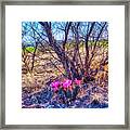 Springtime In Arizona Framed Print