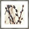 Springtime Pussy Willows Square Framed Print