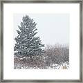 Spruce Tree On A Snowy Day Framed Print