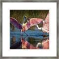 Squabble In Pink Framed Print