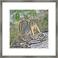 Squirrel Framed Print