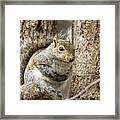 Squirrel Keeping Warm Framed Print