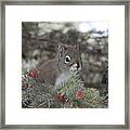 Squirrel Framed Print