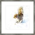 Squirrel On White Snow Framed Print