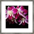 Stacked Orchids Framed Print