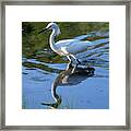 Stalking Egret On Jekyll Island Framed Print