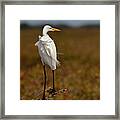 Standing In The Wind Framed Print